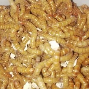 gusanos