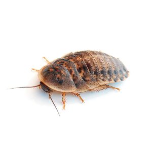 cucaracha