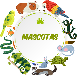 mascotas