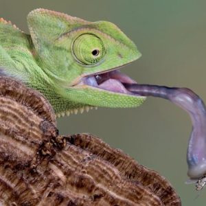 Reptiles