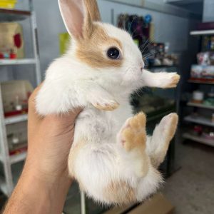 foto para conejos Toy