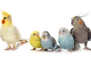 Aves