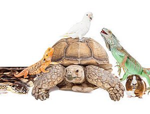 Reptiles