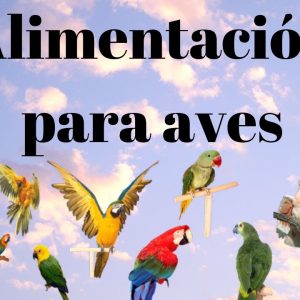 Aves